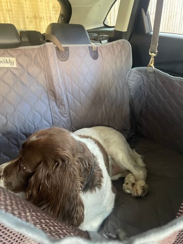 Customer's Quilted Car Hammock installed in a car with a brown and white dog resting comfortably inside