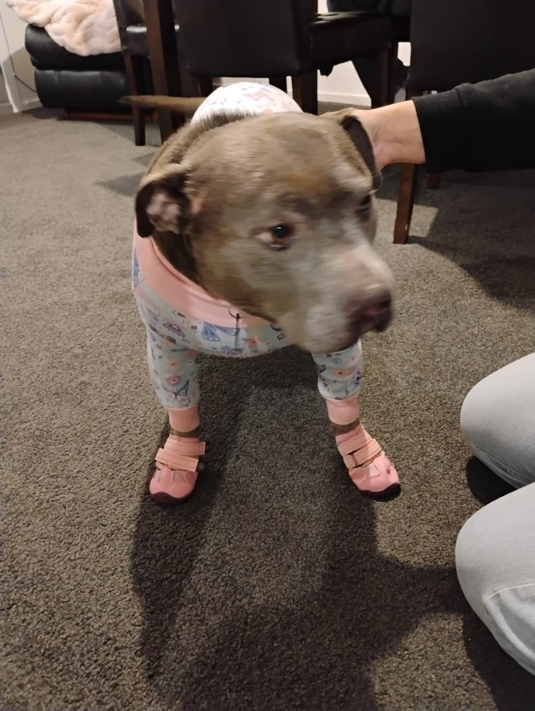 Customer photo review of Spark Paws 365 -  The All-Season Dog Shoes - Pink