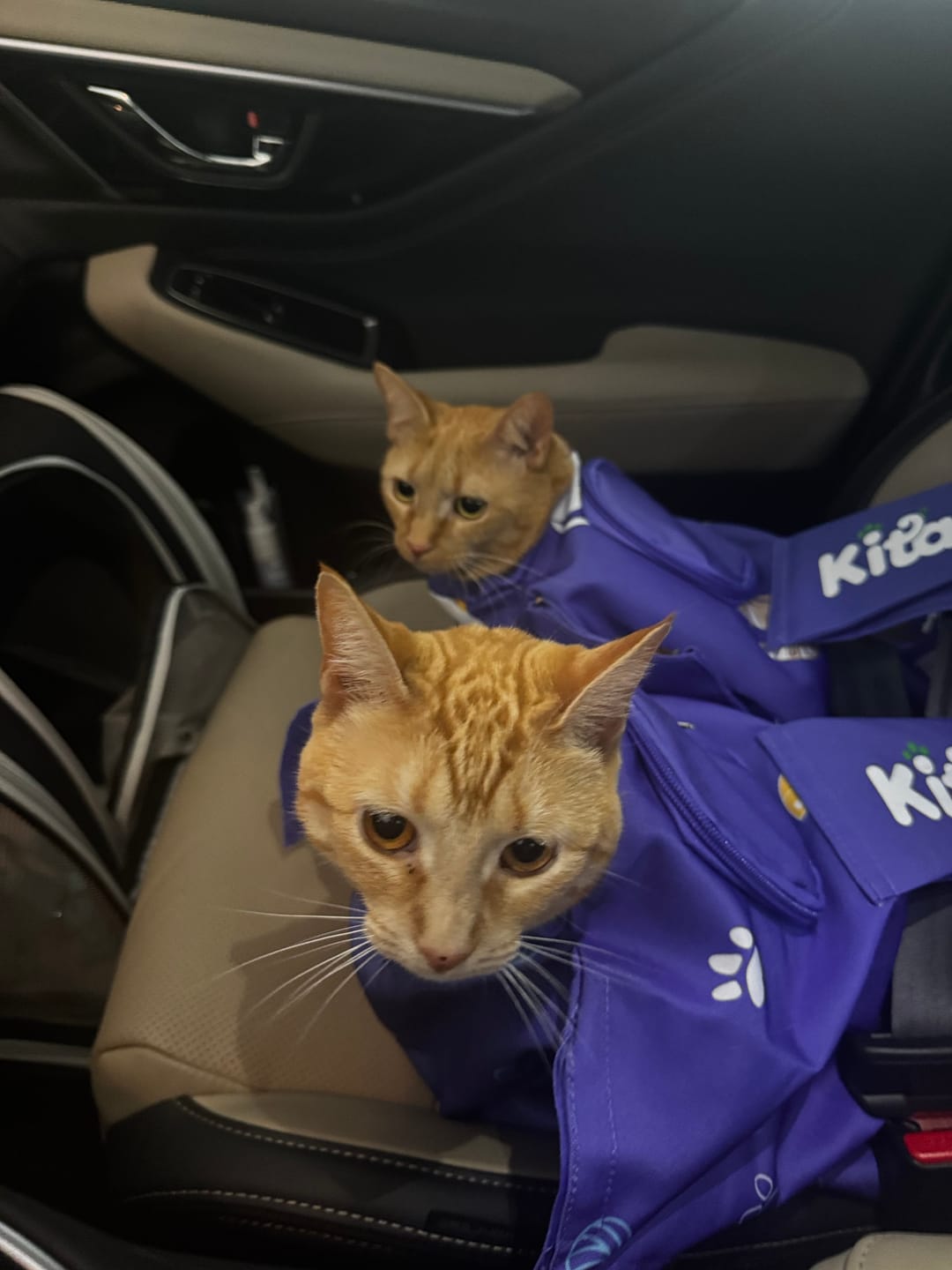 Customer photo review of Kitastic Cat Carrier