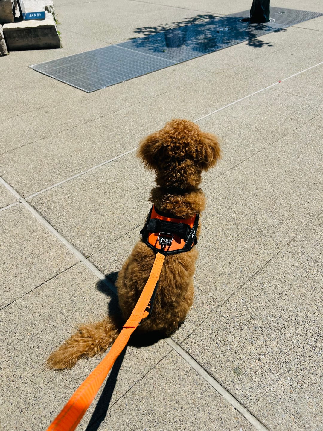 Customer photo review of Bungee Leash