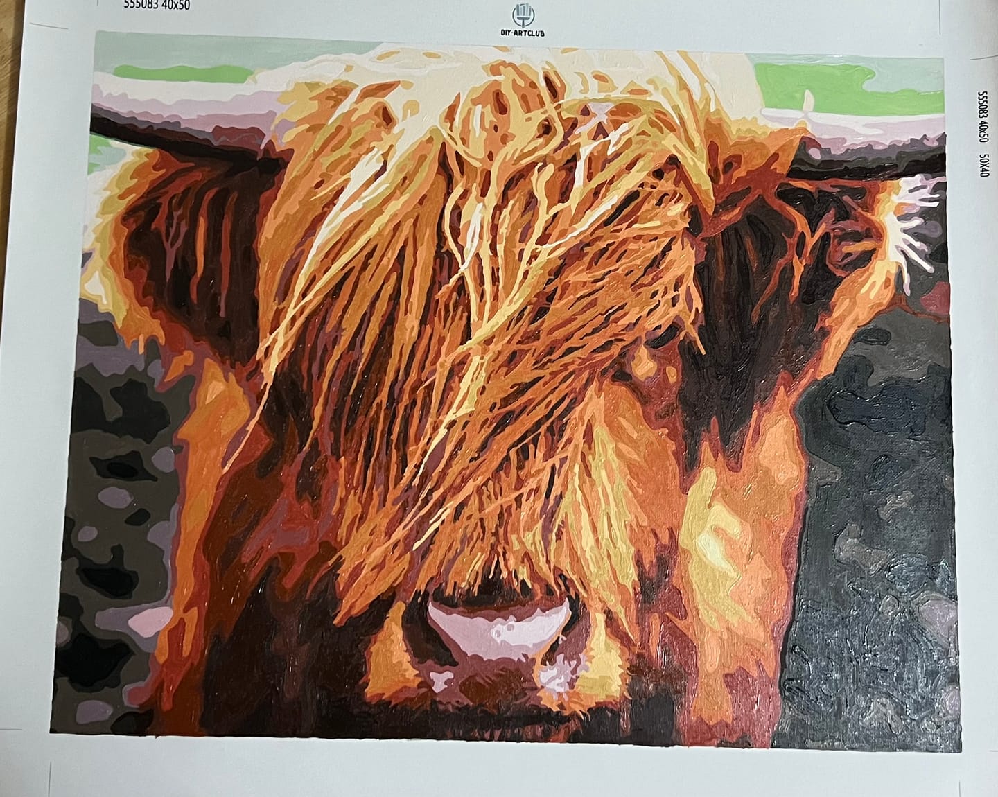 Customer photo review of Scottish Highland Cattle | Paint by numbers