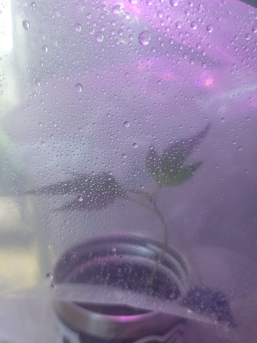 Customer photo review of Royal Hammer F1 Feminized Photoperiod Fresh Cuts