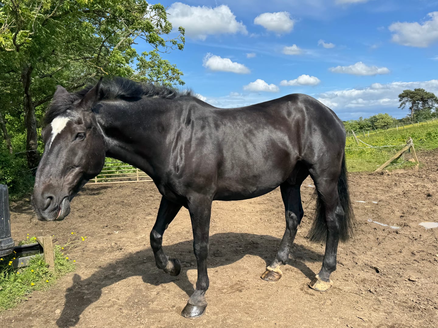 Customer photo review of Horse Shampoo
