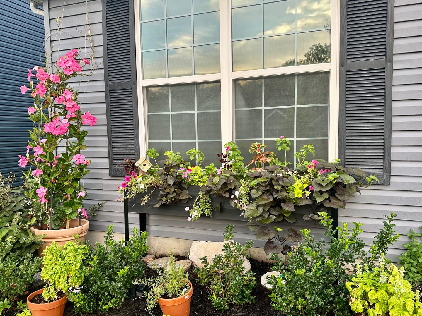Customer photo review of 11.5″ x 72″ Shallow Root Raised Garden Bed - 30″ TALL / Select Grade