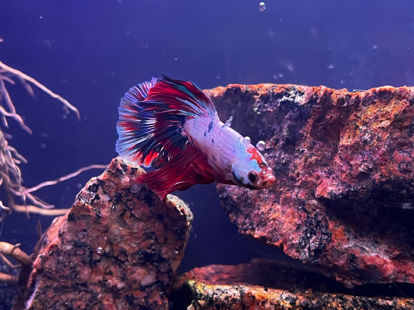 Customer photo review of Multicolor Halfmoon Male Betta Fish | High Grade | Order Directly From Farm |  You Pick Fish |
