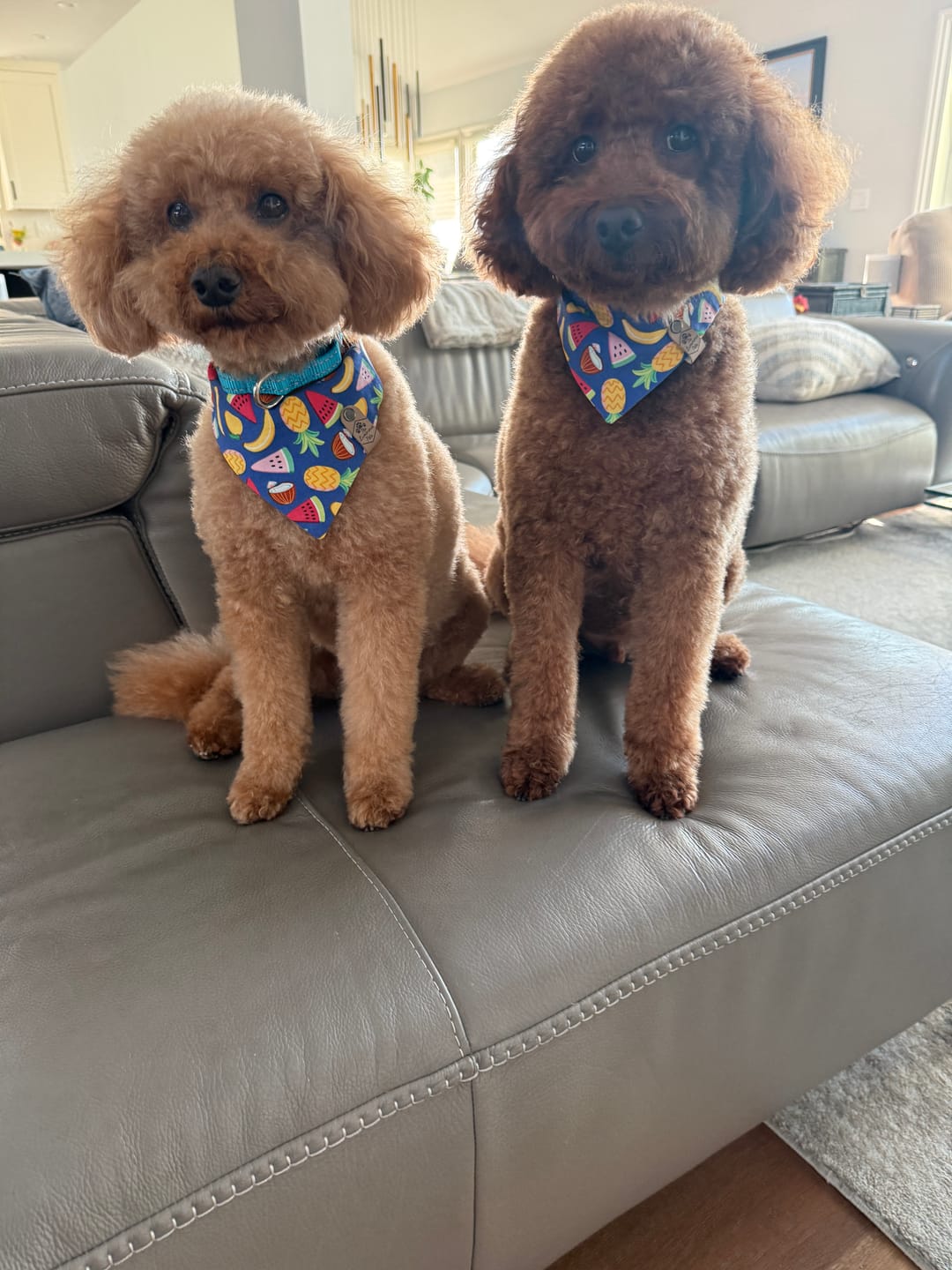 Customer photo review of Summer Fruits Reversible Pet Bandana