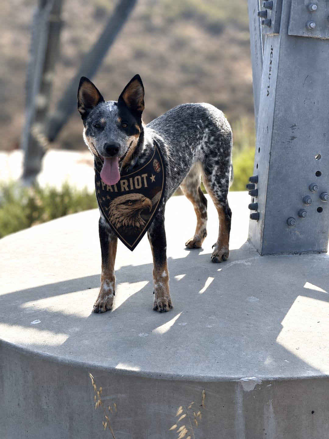 Customer photo review of Freedom Collection Dog Bandanas