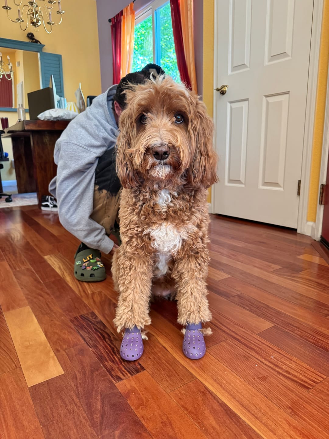 Customer photo review of WagWellies® Mojave