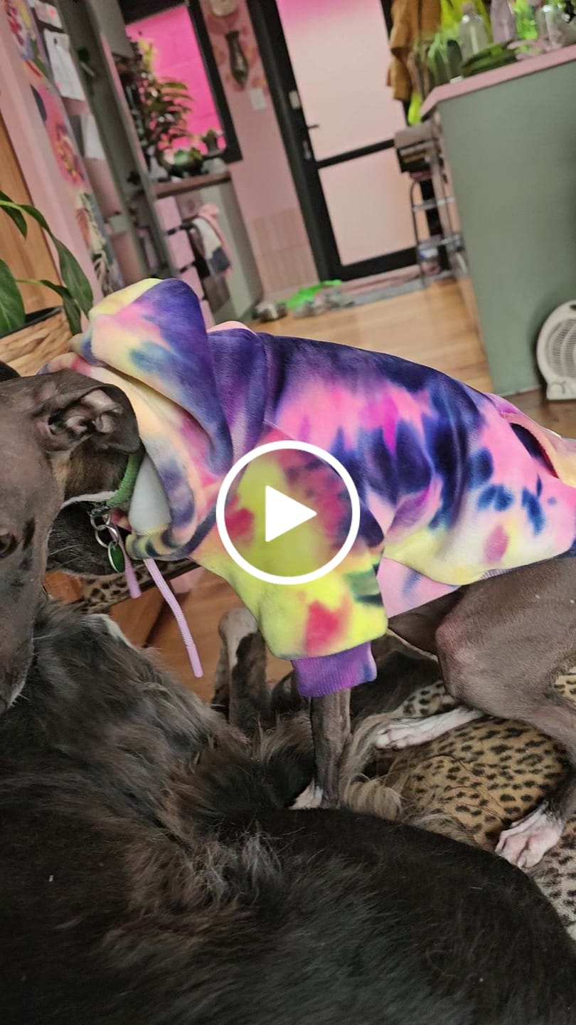 Customer video review of Velvet Dog Hoodie - Berry Lemonade