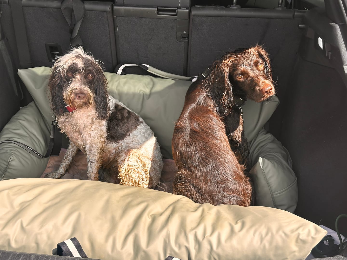 Customer photo review of The Dog Dock V2 New & Improved with ISO Fix