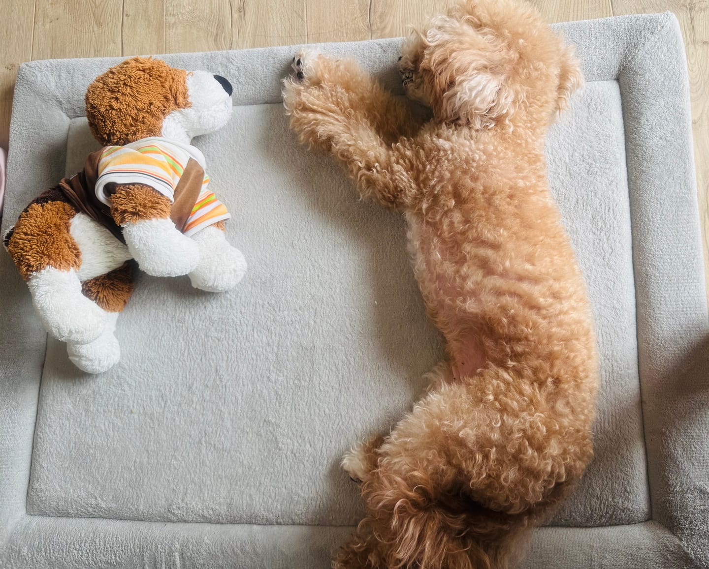 Customer photo review of Momomi Pet Mat for Dogs & Cats