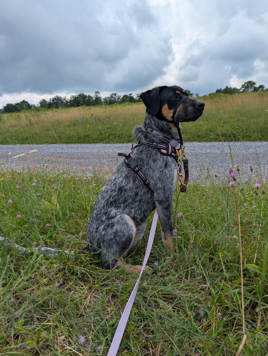 Customer photo review of Lilac - Classic Biothane Dog Leash