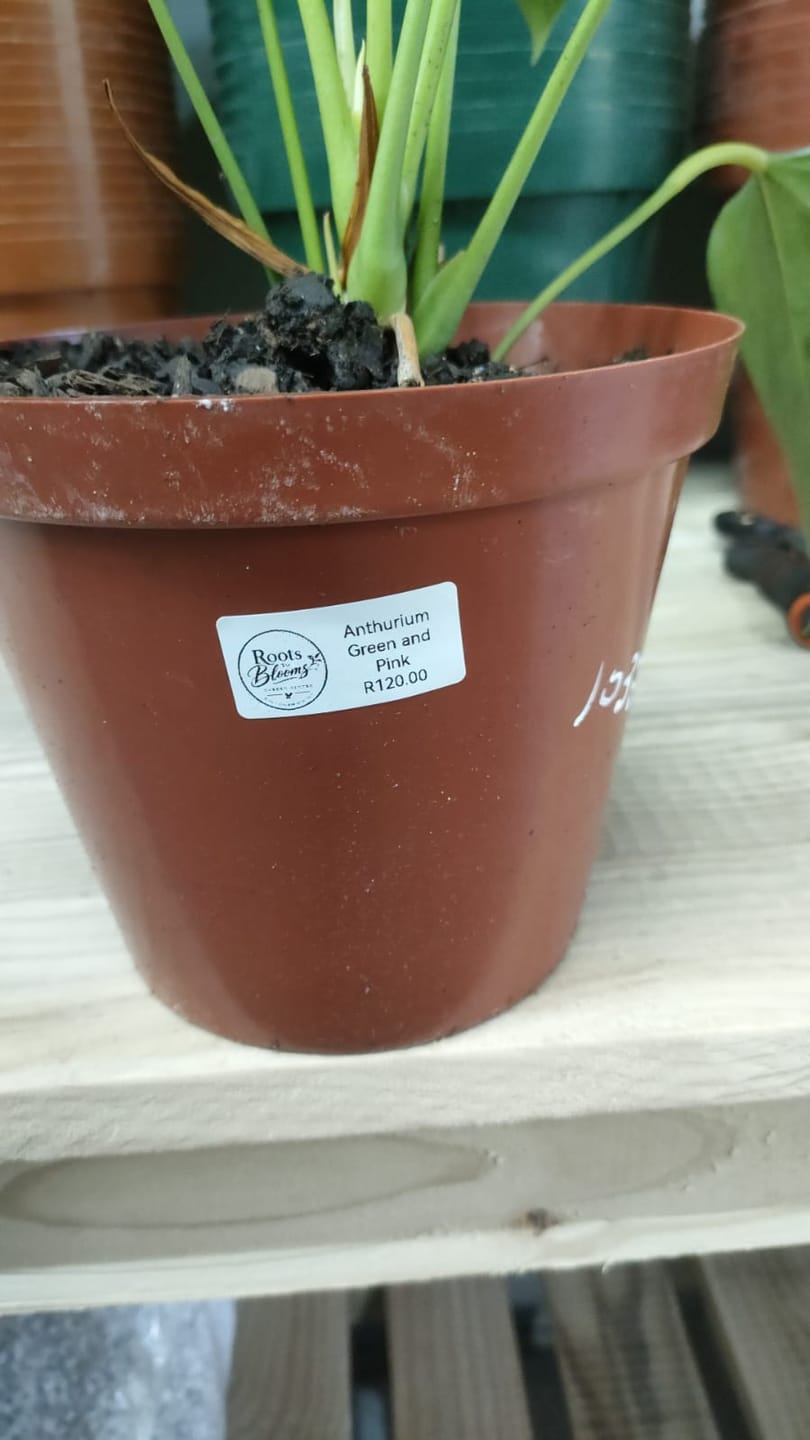 Customer photo review of Medium Narrow White Rectangular Labels - 40*20mm 320 per roll ▭