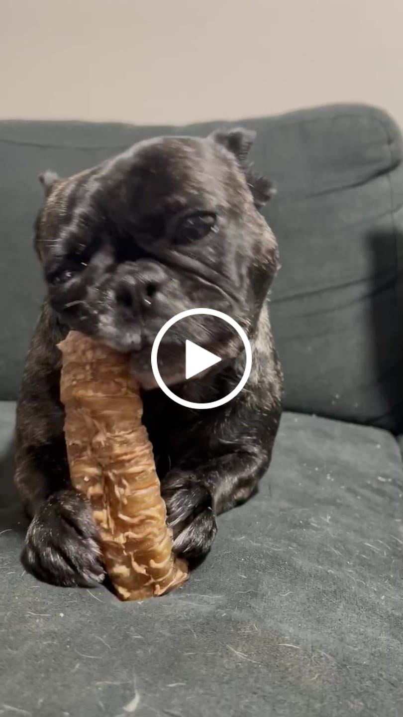 Customer video review of Tráquea de vacuno para perros (masticable natural) - Pack 10 unidades - Rinde hasta 2 meses