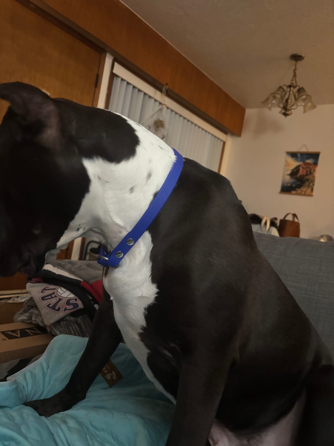 Customer photo review of House Collar, BioThane