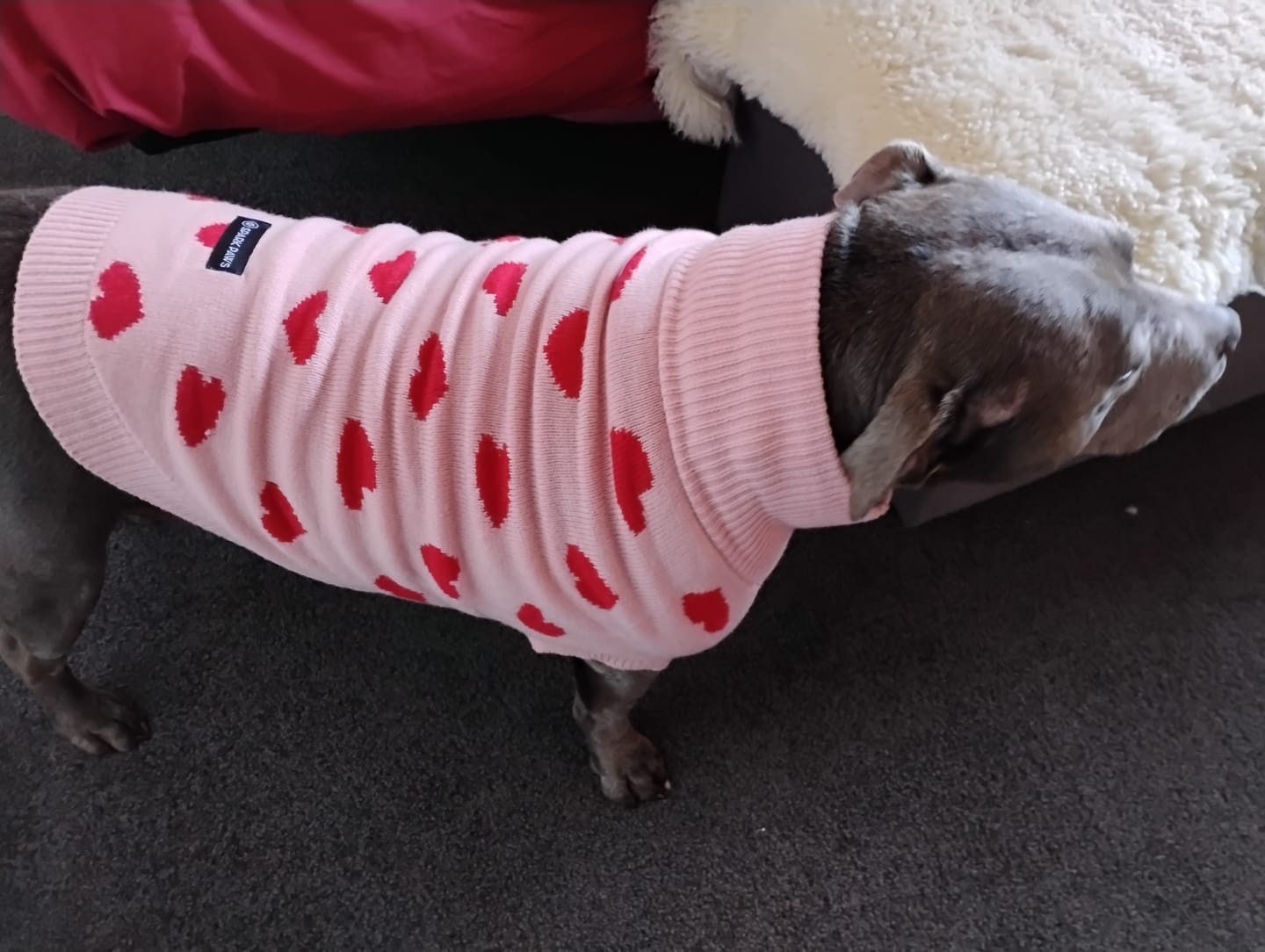 Customer photo review of Hearts Knit Dog Sweater