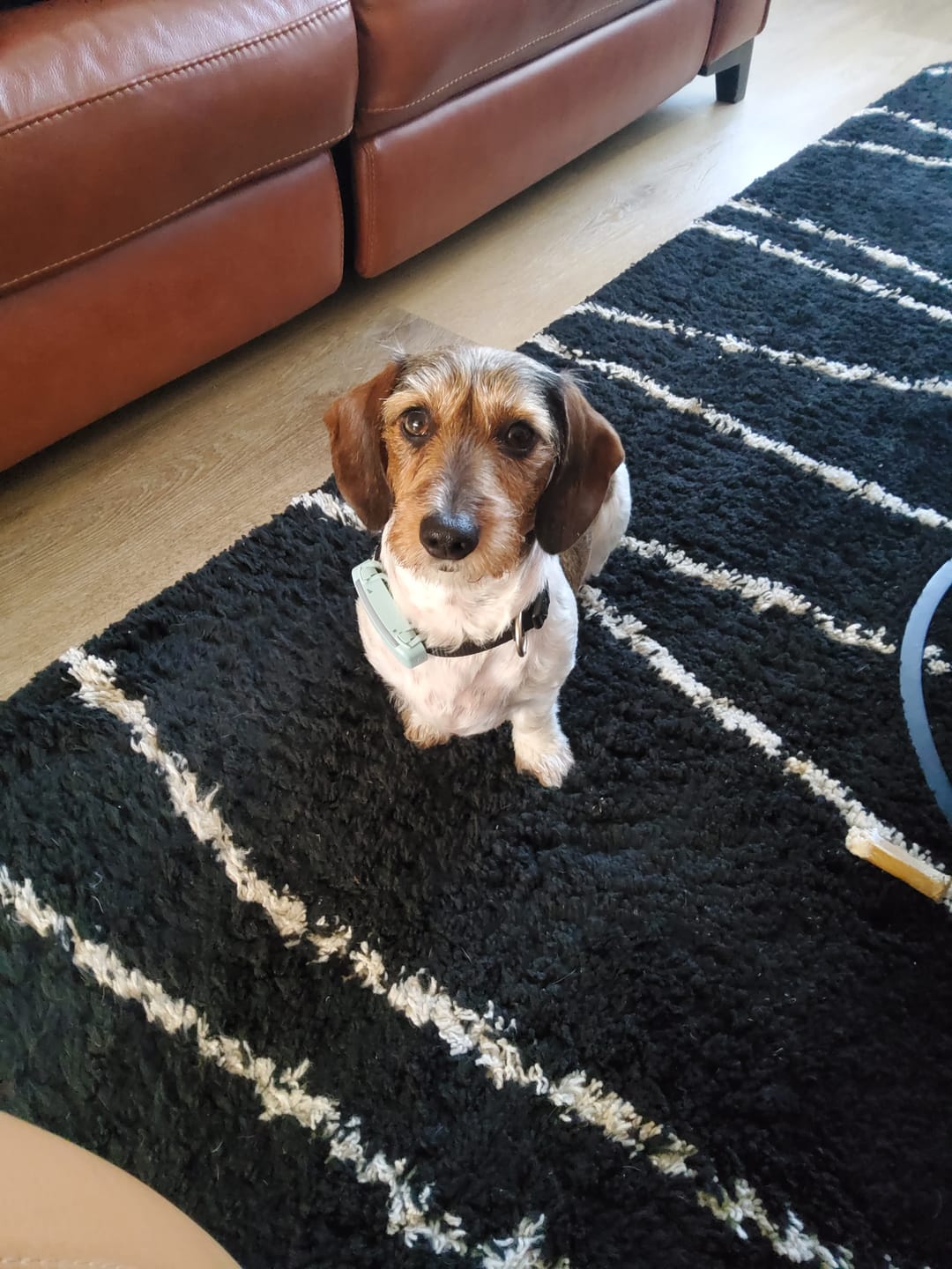 Customer photo review of Beemzy Tandpoeder voor Honden
