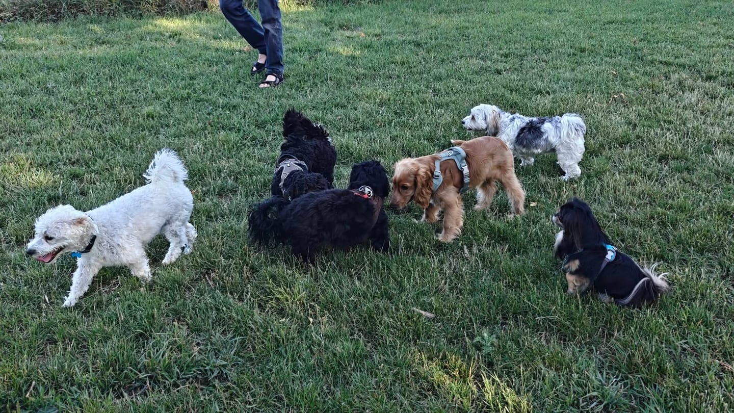 Customer photo review of Furpect - Move Y-Hundesele, Sage