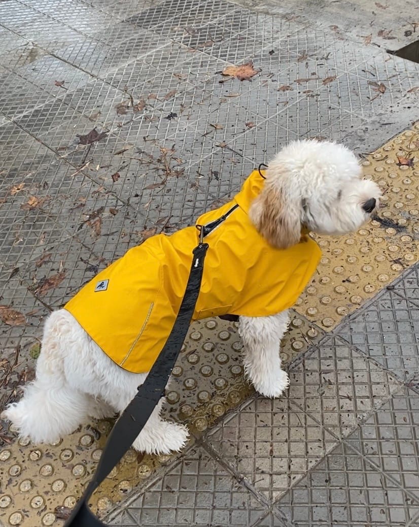 Customer photo review of Impermeable para perros Fitz Roy — Amarillo