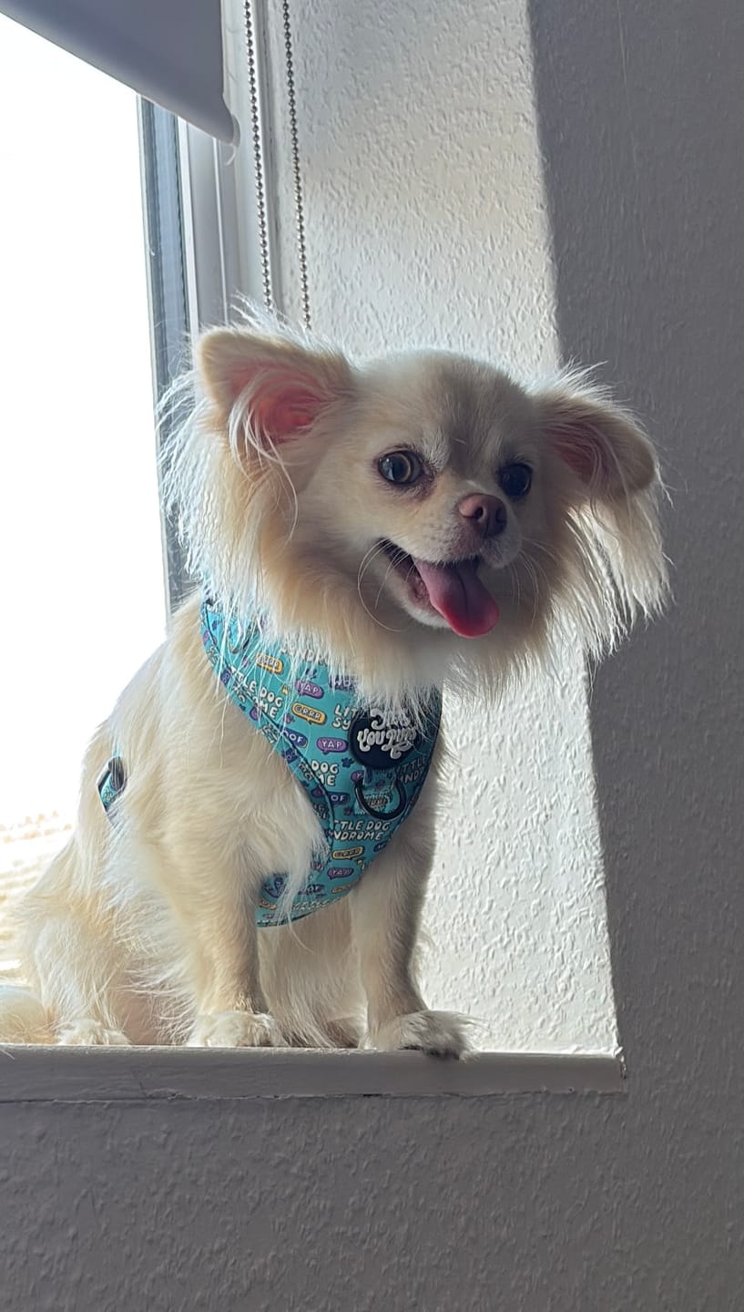 Customer photo review of Little dog syndrome harness