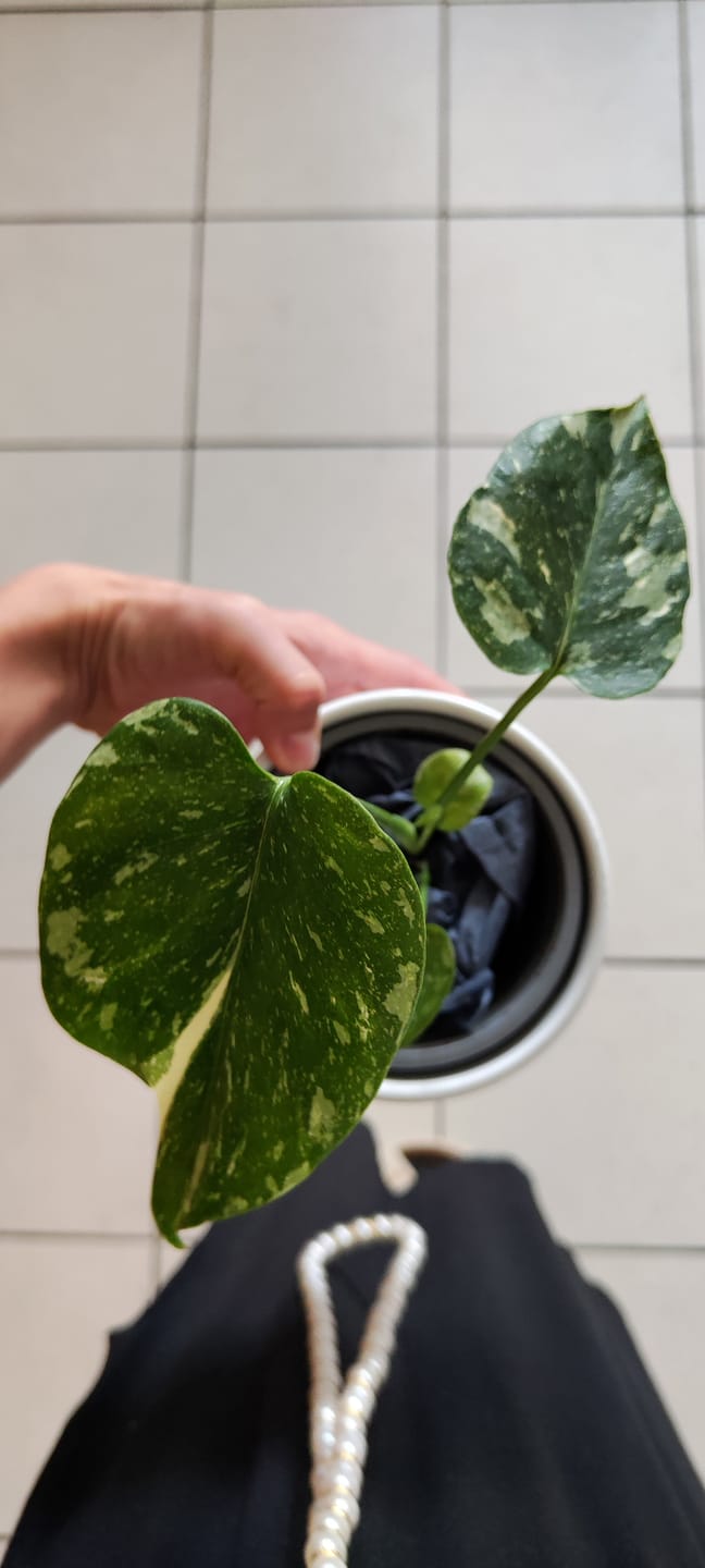 Customer photo review of MONSTERA THAI CONSTELLATION