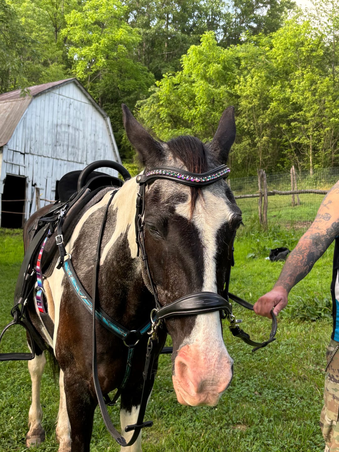 Customer photo review of Carnival Snap-Out Browband