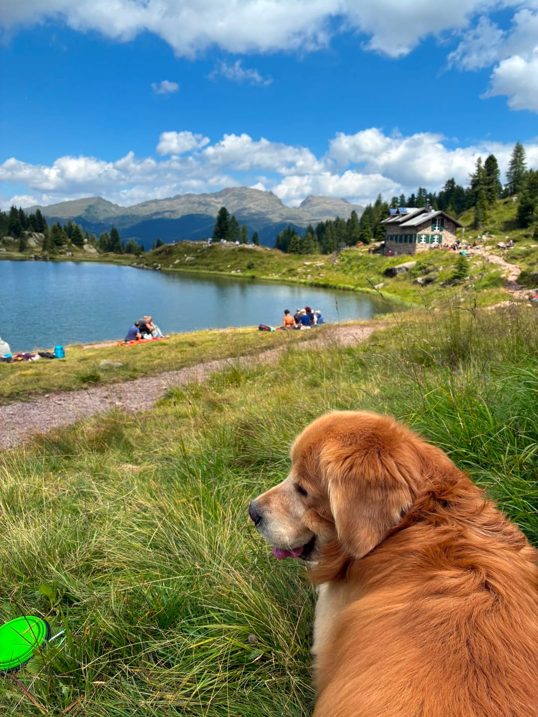 Customer photo review of Crocchette Cute e Manto al Salmone - Cane Adulto - Proteine idrolizzate - Grain Free