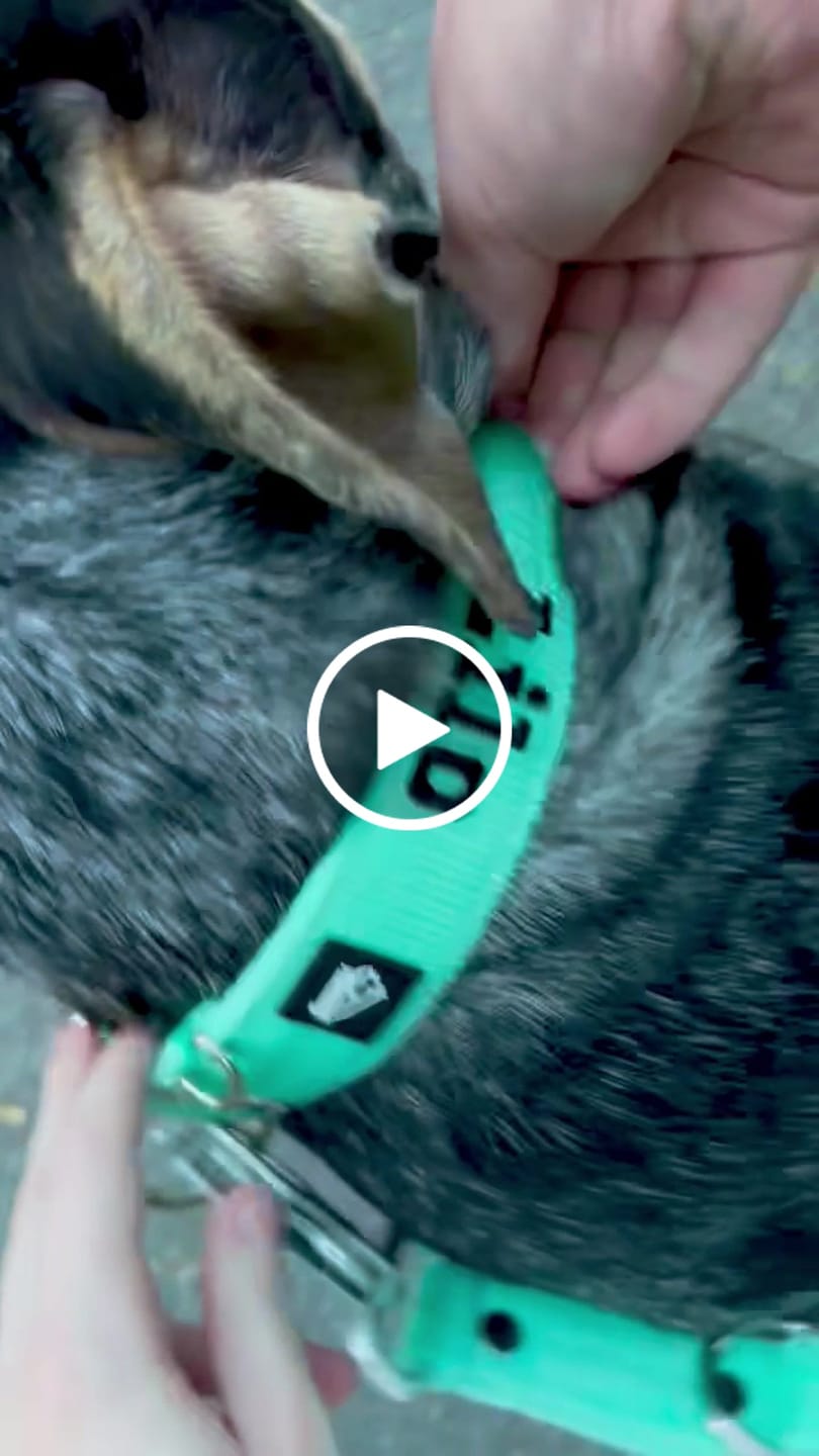 Customer video review of Multi Guard Leash Mint - Multi-väktarkoppel