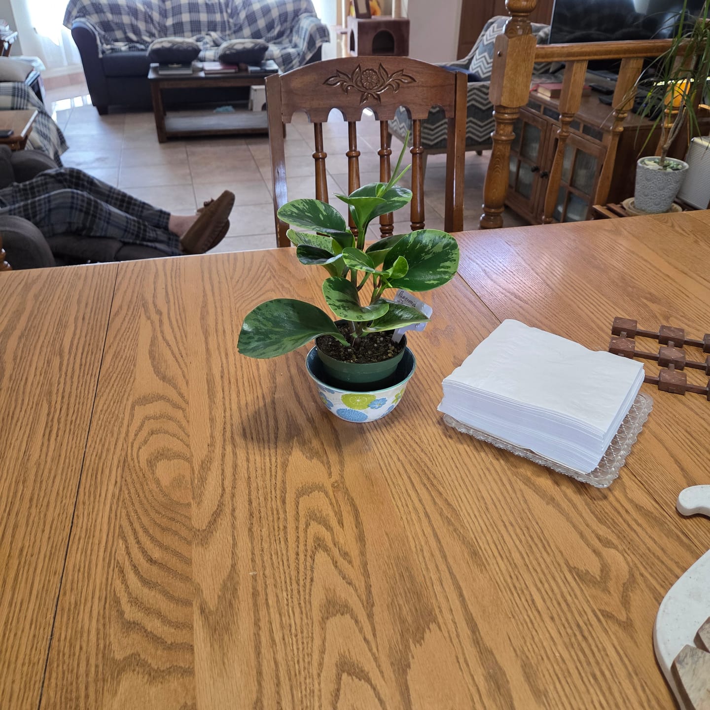 Customer photo review of Peperomia obtusifolia 'Marble'