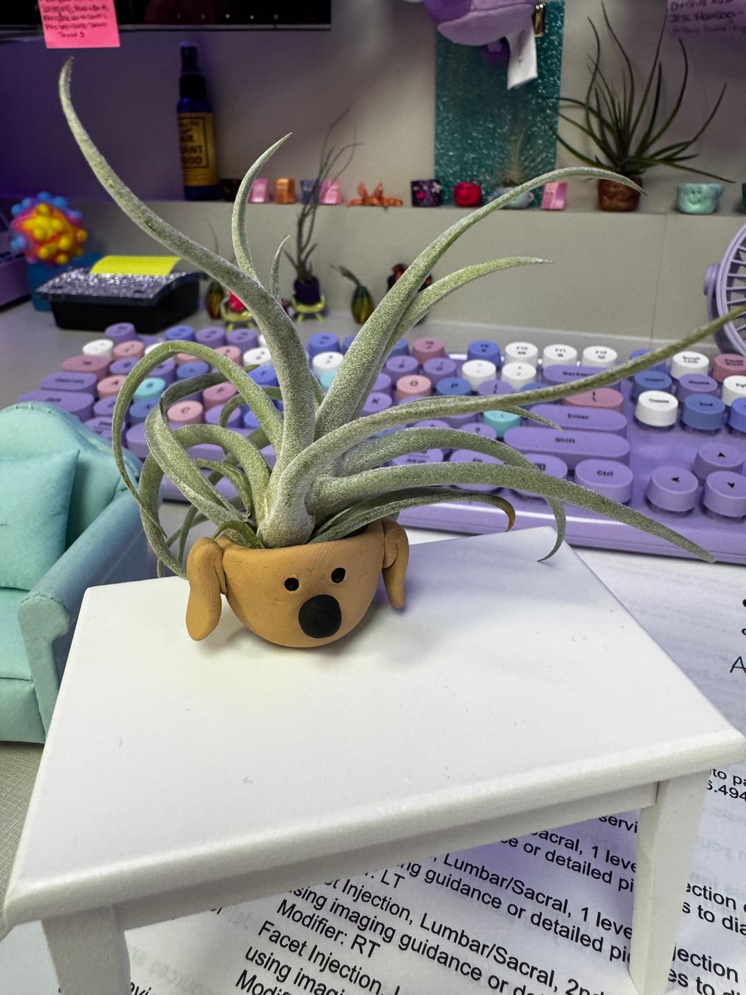 Customer photo review of 10 Pack Premium Air Plants Mix  *Cannot Be Shipped Internationally*
