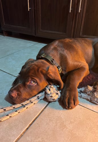 Customer photo review of Collar Remachado Básico (Perro)