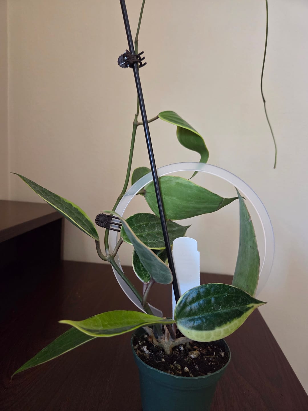 Customer photo review of Hoya latifolia 'Variegata'