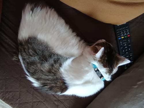 Customer photo review of Collar Remachado (Gato)
