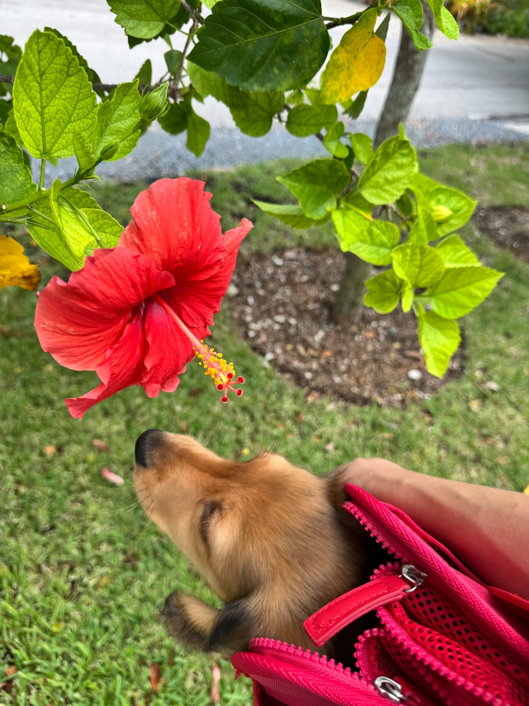 Customer photo review of Rouge Berry Pet Tote Bag