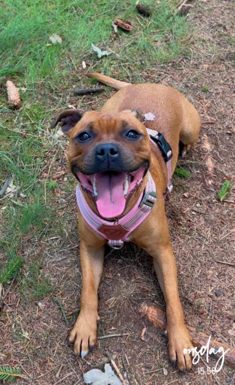 Customer photo review of Staffordshire Bull Terrier 1935® Harness & Leash Set - Baby Pink