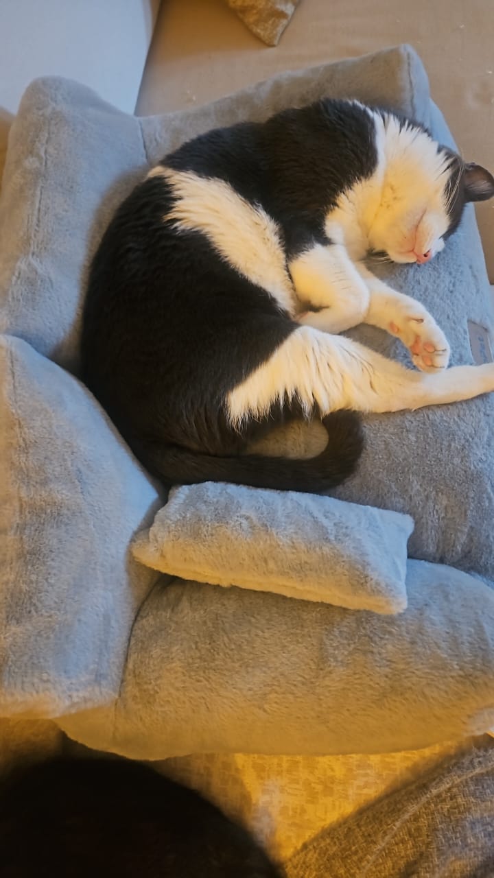 Customer photo review of Canapé de luxe pour chat et petit chien – Canapé Royal PinoPet House