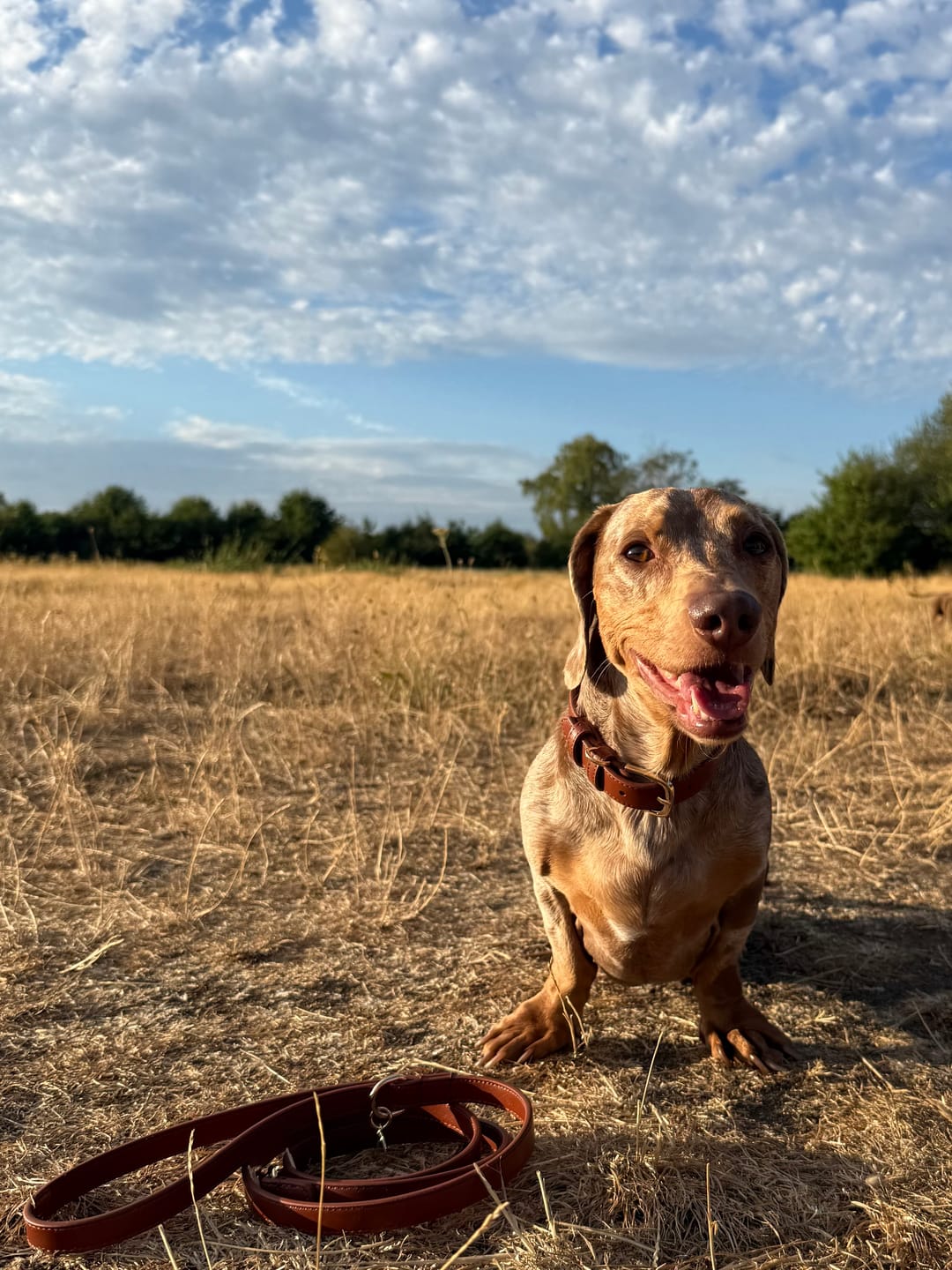 Customer photo review of Hazelnut Dog Lead