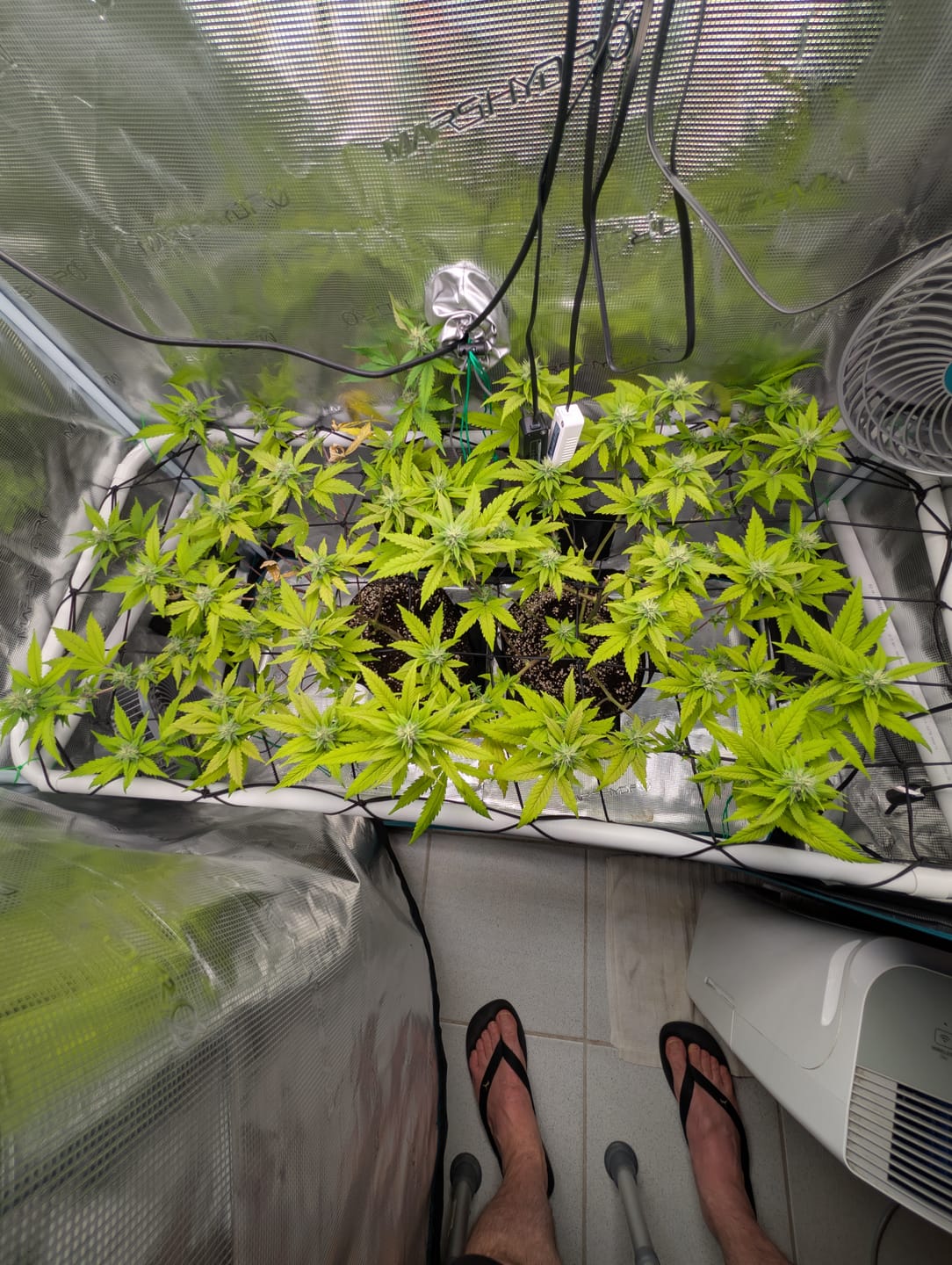 Customer photo review of Hanfstecklinge | Gorilla Frost
