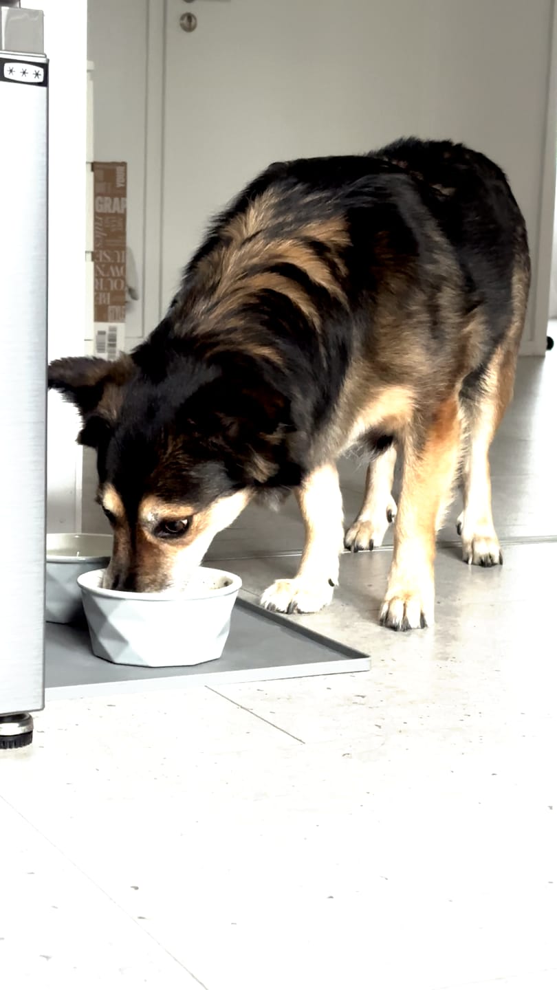 Customer photo review of Gemüsemix-Topping für Hunde