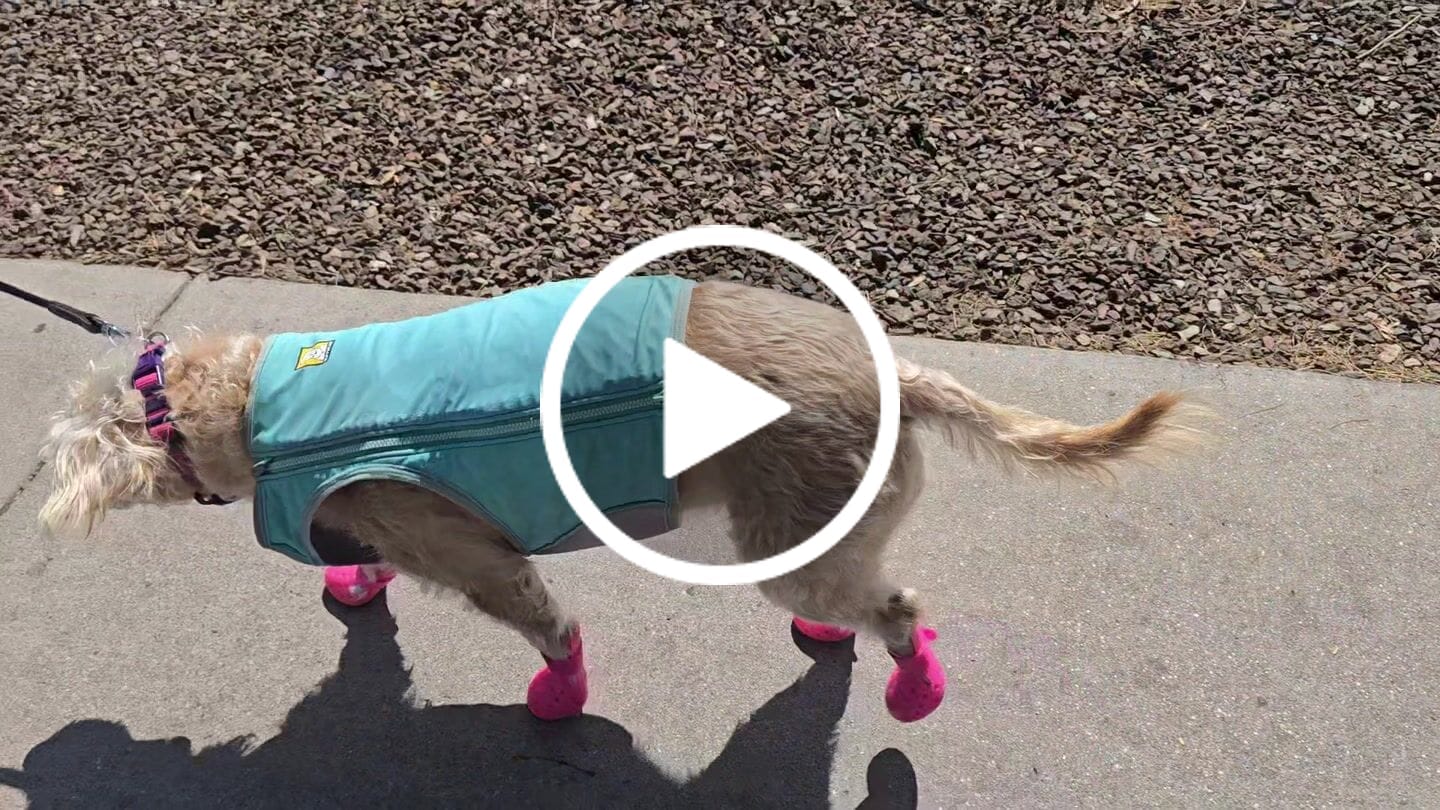 Customer video review of WagWellies® Mojave