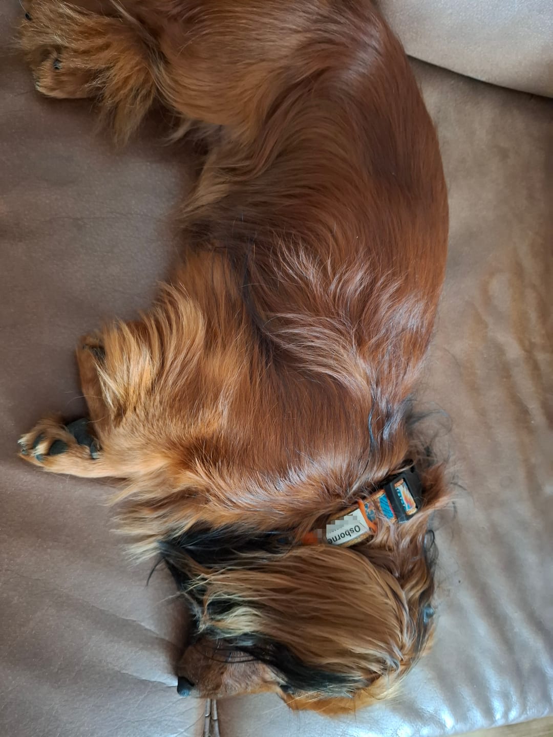 Customer photo review of Klapperfreie Hundemarke Silikonslider mit Edelstahl-Schild für Halsbänder inkl. GRATIS Gravur