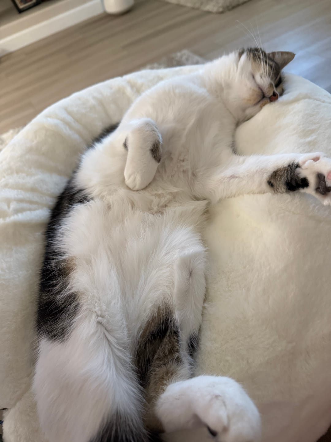 Customer photo review of Sourdough Pudding Bed