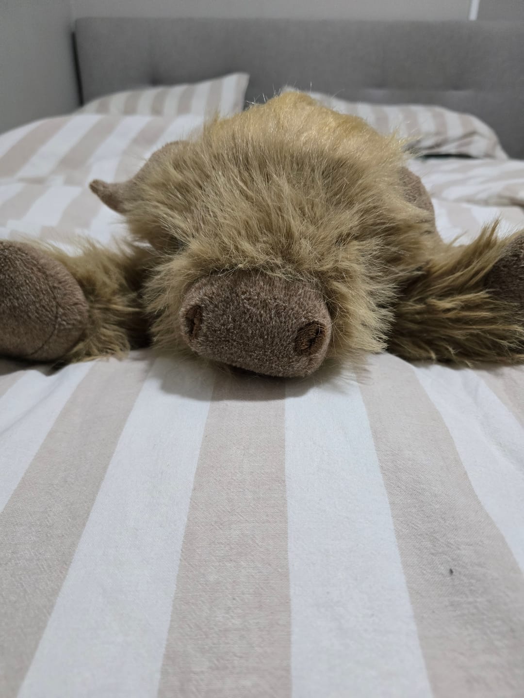Customer photo review of Highland Cow Weighted Stuffed Animal