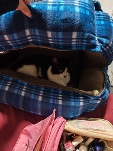 Customer photo review of Collar Remachado (Gato)