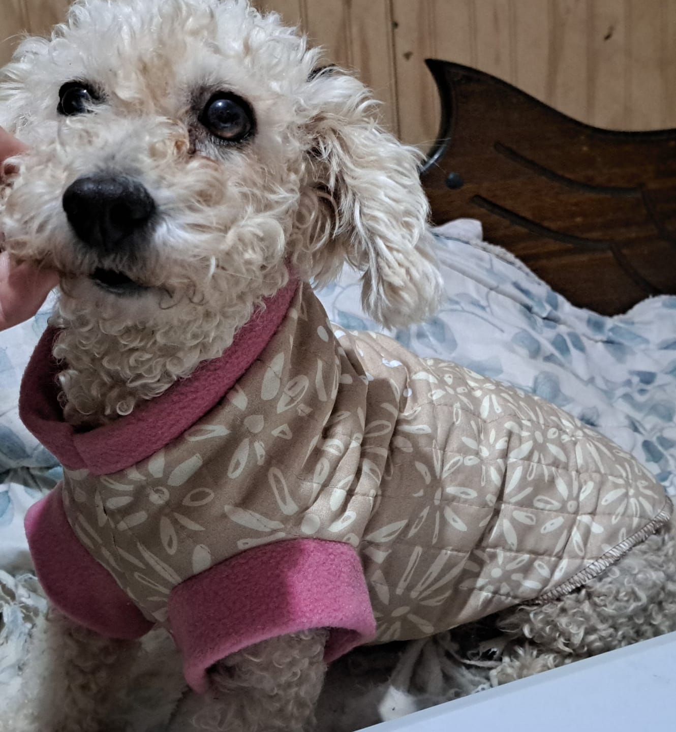 Customer photo review of Champion Dog Adulto Raza Pequeña, Carne y Pollo