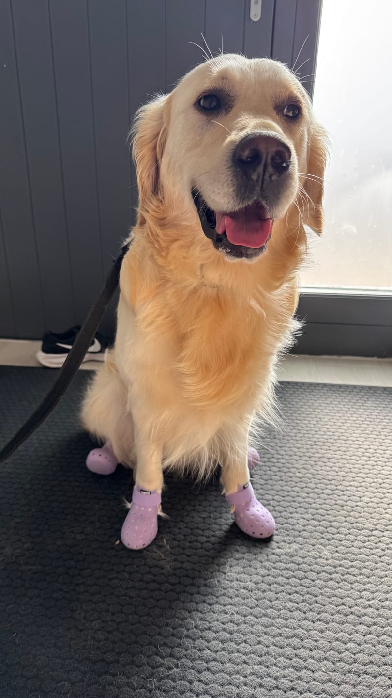 Customer photo review of WagWellies® Mojave