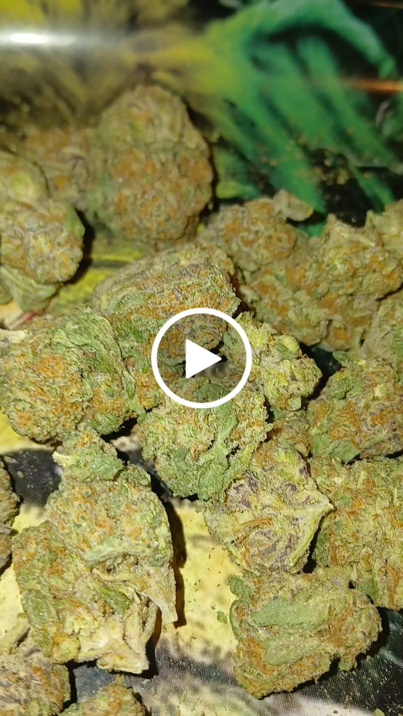 Customer video review of Gush Mintz Indoor THCA