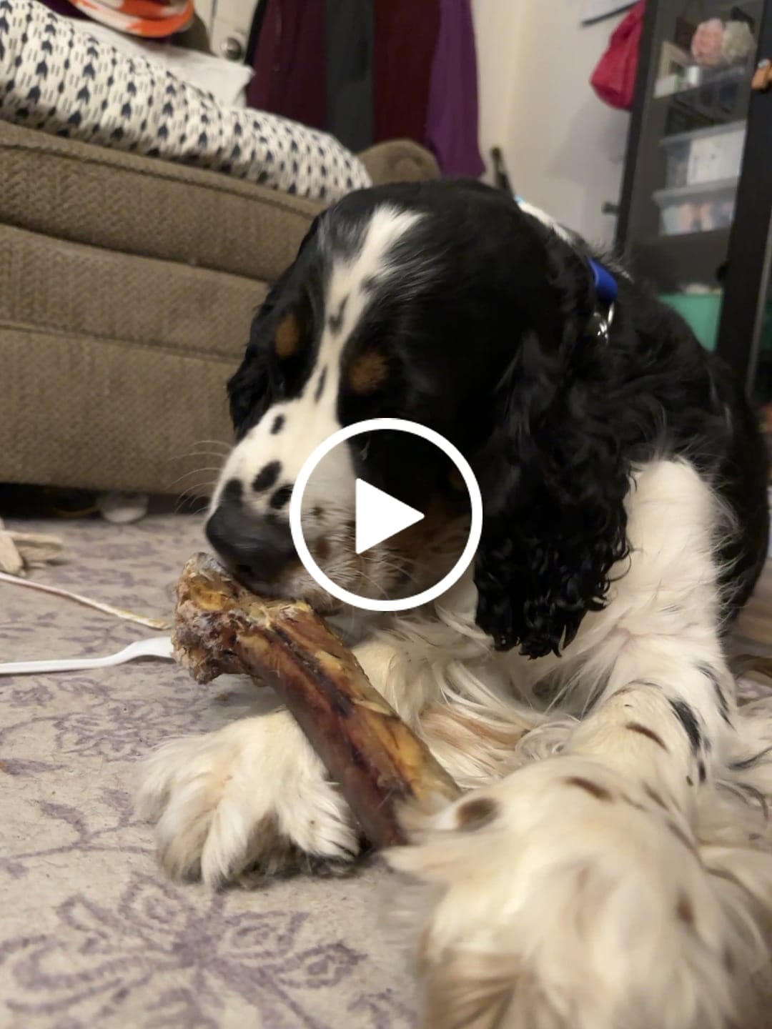 Customer video review of Medium Ostrich Cane (10" x 3"): The Long-Lasting, Flavor-Packed Chew for Medium & Large Dogs