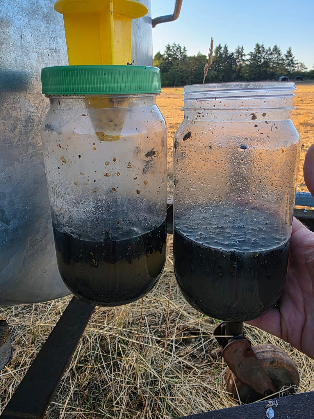 Customer photo review of HorseSafe LiquidTrap – Schluss mit Fliegenstress auf deinem Hof