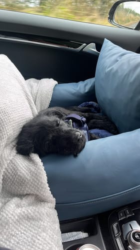 Customer's puppy sleeping inside the blue The Dog Dock V2 in a car.